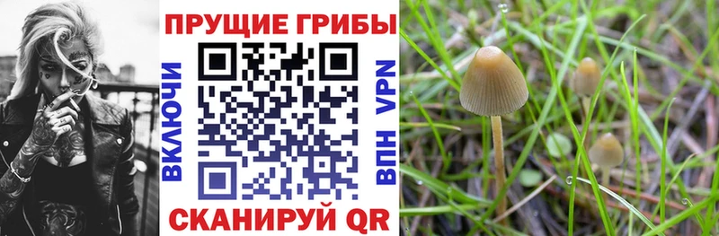 Псилоцибиновые грибы MAGIC MUSHROOMS  купить наркоту  мега сайт  Мурманск 